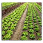 Guilty Pleasures Organic eLiquid – A Review