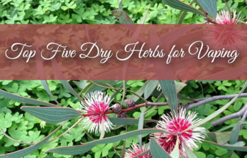 Top 5 Dry Herbs To Vape - Spinfuel VAPE Magazine  