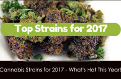 Top 5 Cannabis Strains of 2017