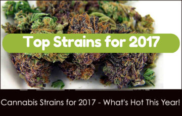 Top 5 Cannabis Strains of 2017