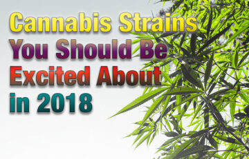 Cannabis Strains You Should Be Excited About in 2018 - Spinfuel VAPE