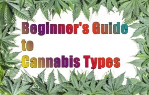 Beginner's Guide to Cannabis Types