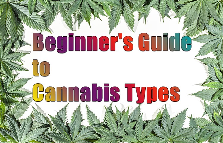Beginner’s Guide to Cannabis Types