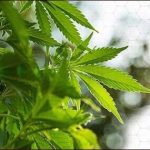 How Vaping CBD Oil Can Help with Anxiety