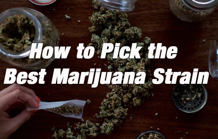 How to Pick the Best Marijuana Cannabis Strains