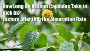 KRATOM CAPSULES - WHO, WHAT, WHEN AND HOW LONG 3 Kratom Capsules - Who, What, When and How Long