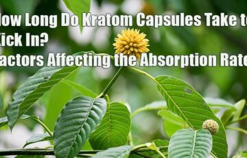 Kratom Capsules - Who, What, When and How Long