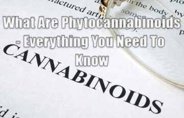 What Are Phytocannabinoids? Everything You Need To Know