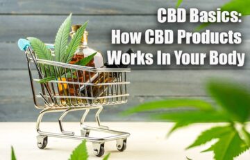 CBD Basics: How CBD Products Works In Your Body