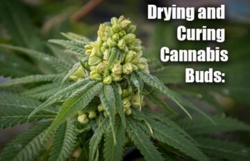 Drying and Curing Cannabis Buds: Everything You Need to Know