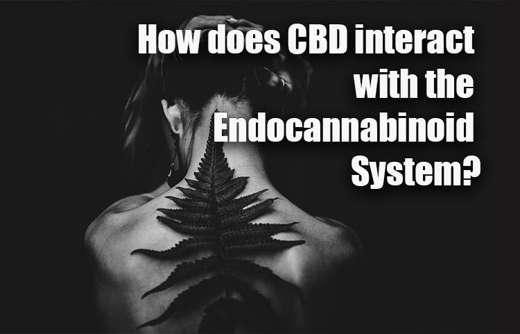 How does CBD interact with the Endocannabinoid System
