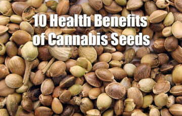 10 Health Benefits of Cannabis Seeds