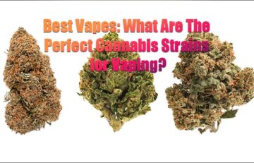 Best Vapes: What Are The Perfect Cannabis Strains for Vaping?