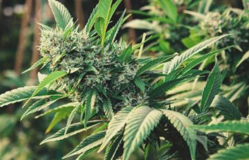 The 6 Best Health Benefits of Cannabis