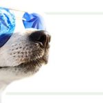Health Benefits of CBD Oil For Dogs and Cats - Dogs and CBD