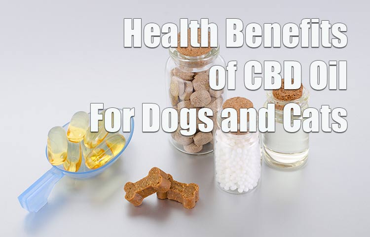 Health Benefits of CBD Oil For Dogs and Cats