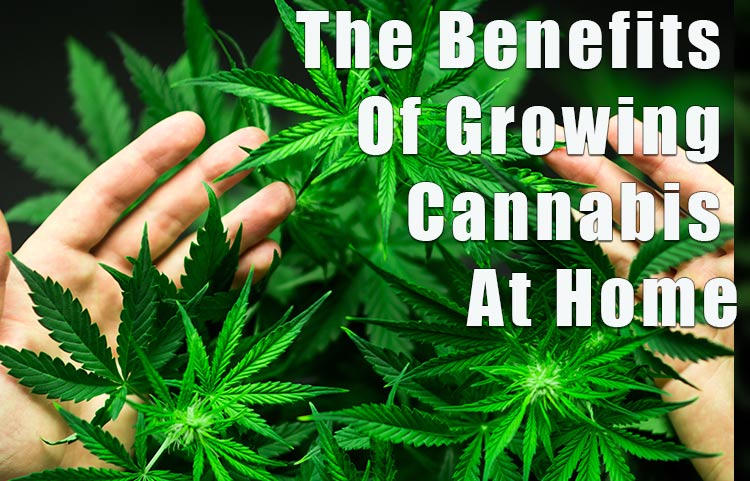 The Benefits Of Growing Cannabis At Home