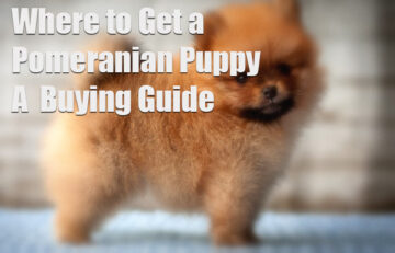 Where to Get a Pomeranian Puppy: Buying Guide