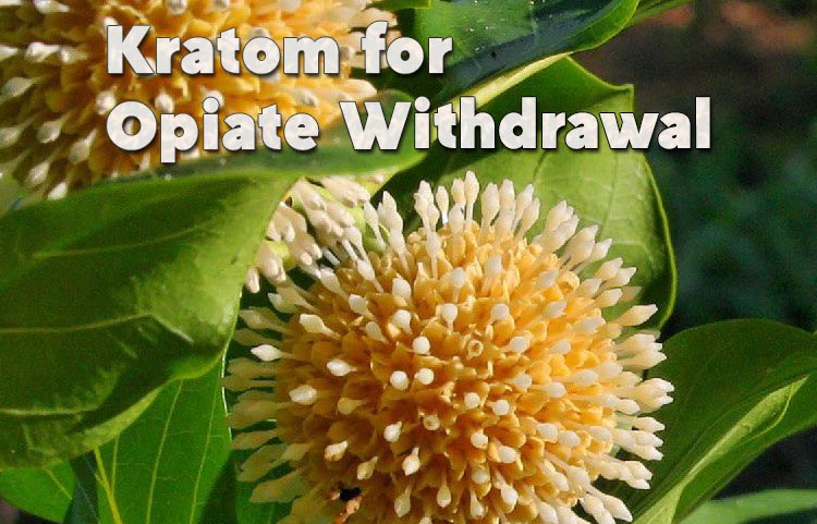 Can Kratom Help With Opiate Withdrawal