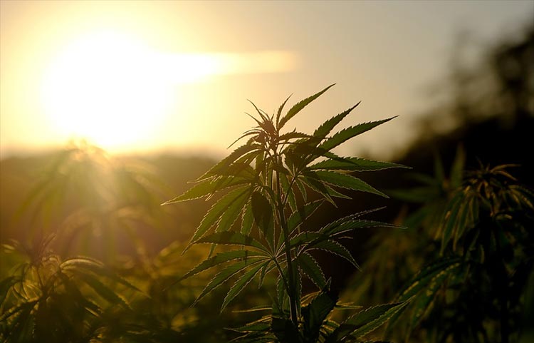 Common Myths and Truths -Industrial Weed and Marijuana