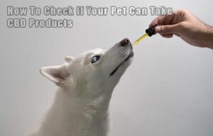 How To Check If Your Pet Can Take CBD Products