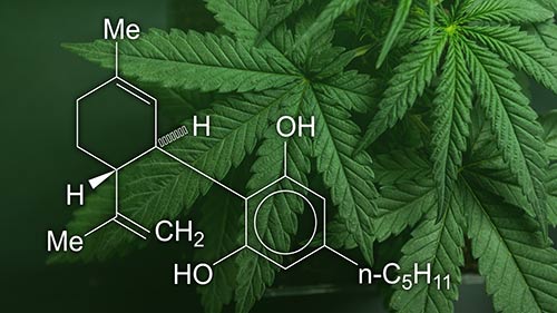 Is CBD oil just another fad, or is it here to stay