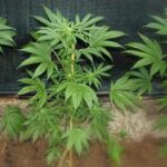 Best Countries for Indoor Growers