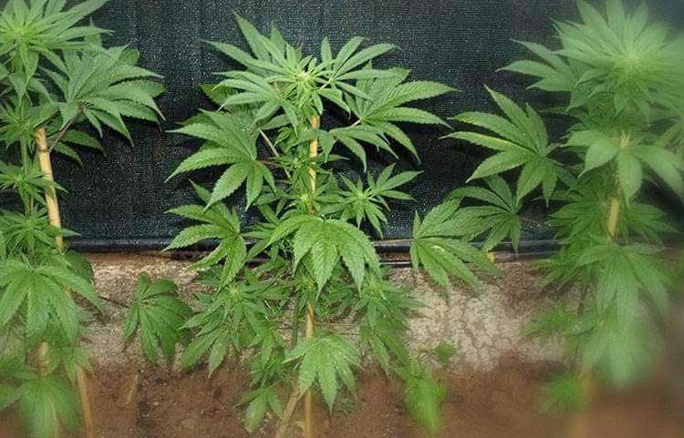 Cannabis – Best Countries for Indoor Growers