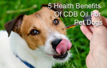5 Health Benefits Of Cbd Oil For Pet Dogs