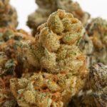 CBD Flower and Its Uses