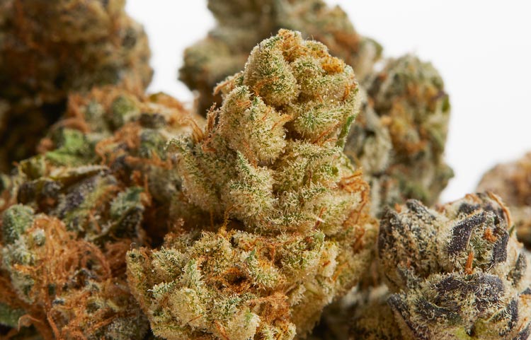 CBD Flower And Its Uses - Spinfuel