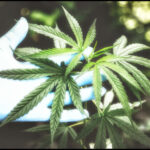 Best Ways to Consume CBD-based Products