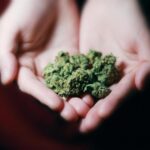 Newbies Guide To Safe Cannabis Use 1