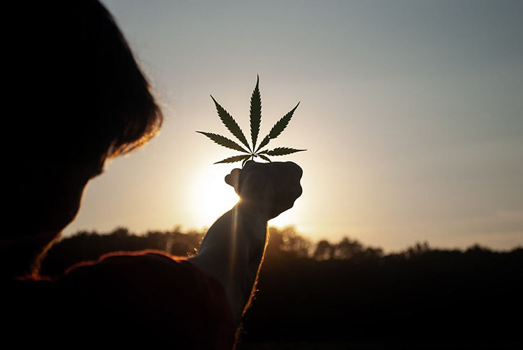 Safe Cannabis Use – A Newbie Guide