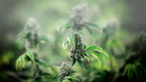 The Little Essentials For Medical Marijuana Use