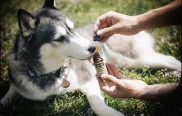 How Much CBD Is Beneficial For Your Pet?