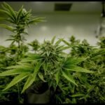 Indoor Cannabis Cultivatio