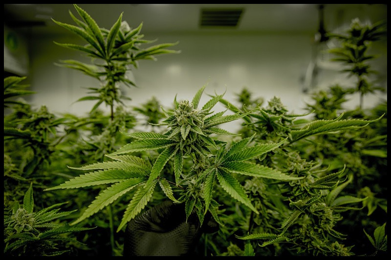 Indoor Cannabis Cultivatio