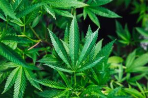 Nutrient Deficiencies in Marijuana