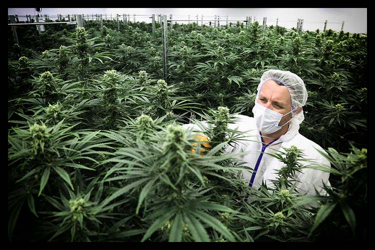 Your Indoor Cannabis Cultivation