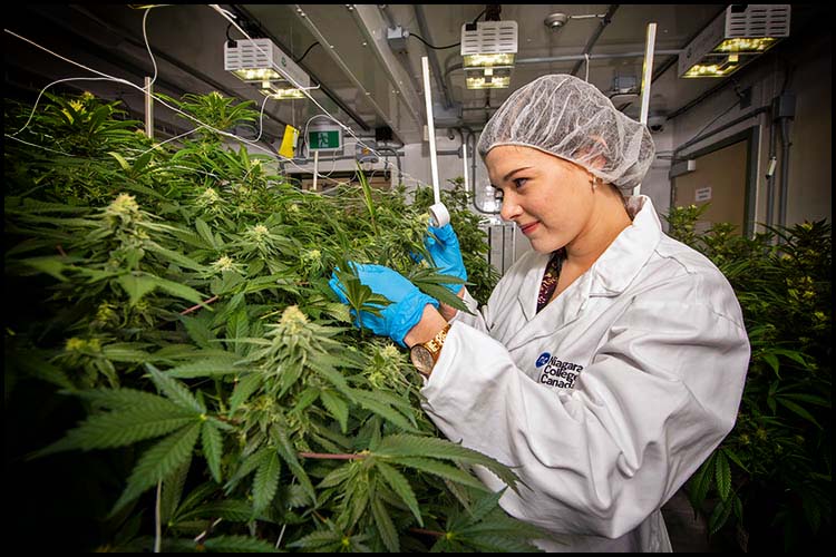 Indoor Cannabis Cultivation – 5 Easy Tips for Setting it Up 