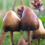 Best Ways to Take Shrooms