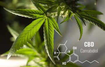 Can You Consider CBD As A Superfood?
