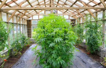 Growing Cannabis Is The Best Decision You Can Make