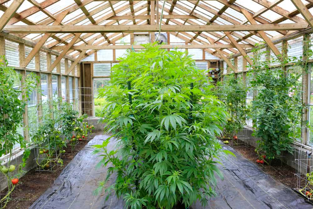 Growing Cannabis Is The Best Decision You Can Make