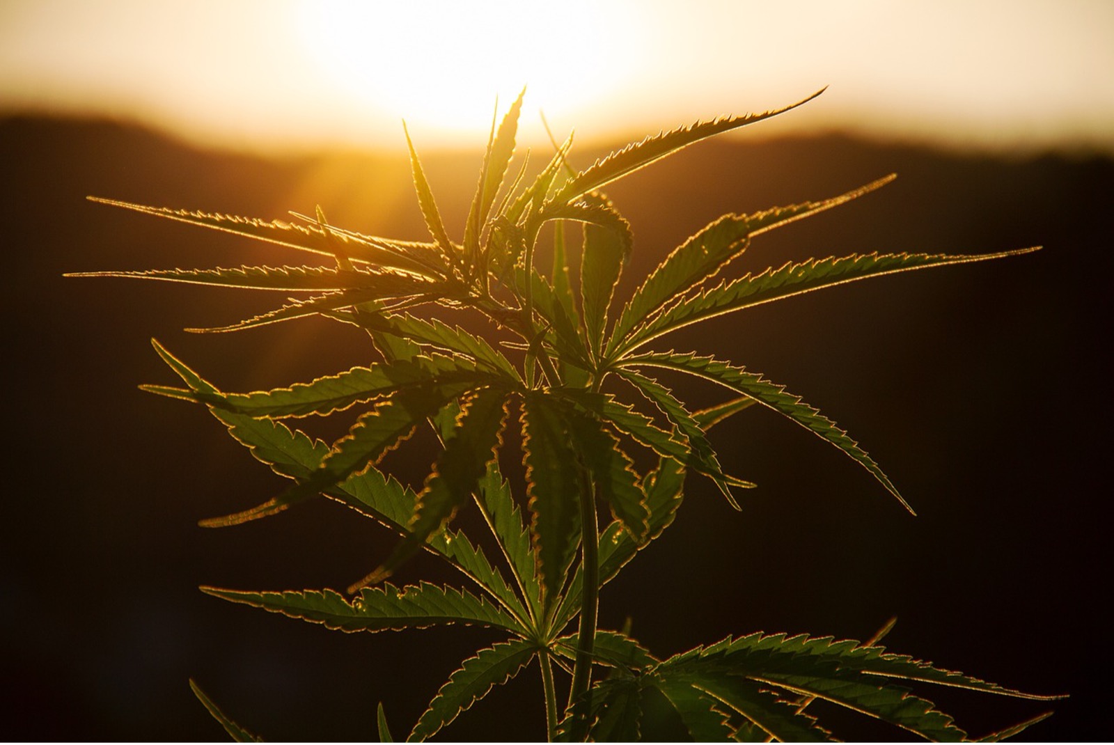 How To Identify Nutrient Deficiencies In Cannabis? - Spinfuel