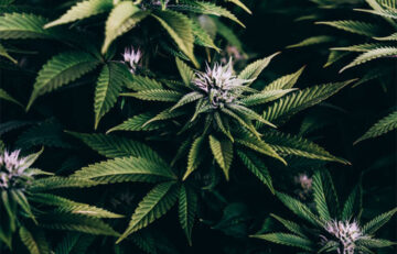 Are you looking for a potent way to consume CBD? If so, you may be wondering whether hemp flower or CBD flower is the better option.
