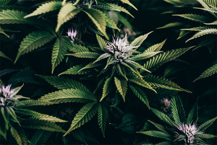 Are you looking for a potent way to consume CBD? If so, you may be wondering whether hemp flower or CBD flower is the better option.