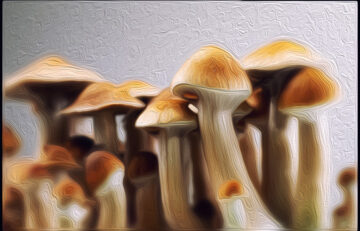 Traveling With Shrooms- Tips To Have A Safe Trip