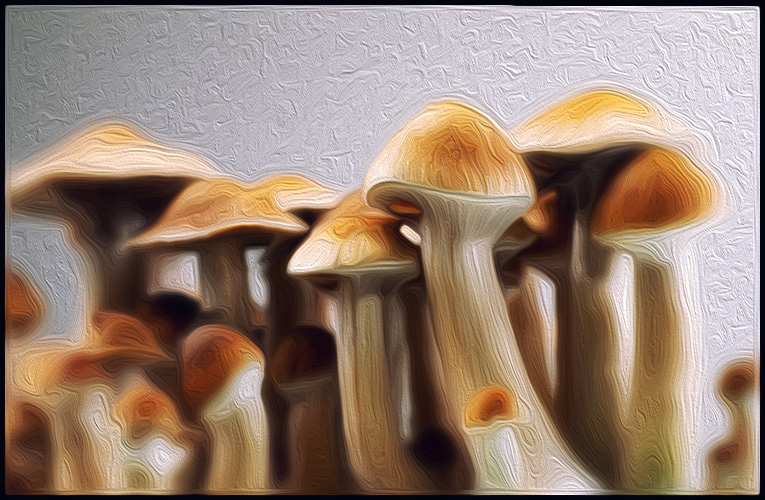 Traveling With Shrooms- Tips To Have A Safe Trip